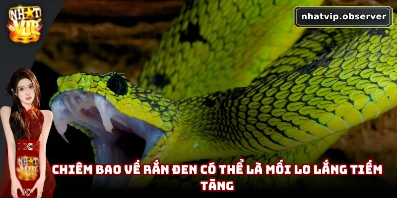 Chiêm bao về rắn đen có thể là mối lo lắng tiềm tàng